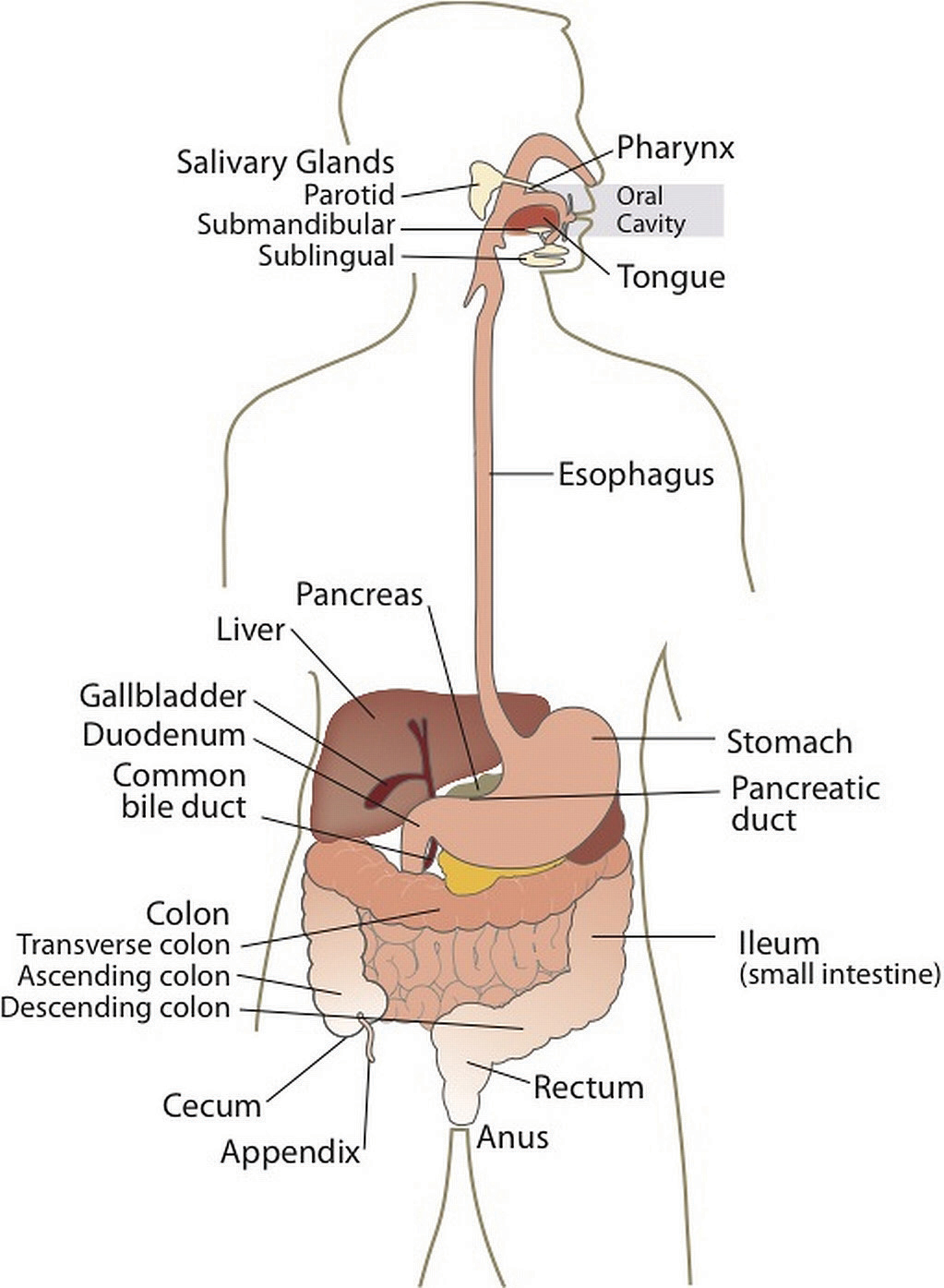 digestion-and-absorption