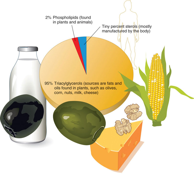 what-are-lipids