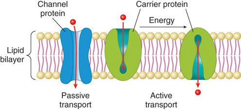 Proteins